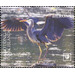 Great Blue Heron (Ardea herodias) - Cook Islands, Rarotonga 2020 - 5.50