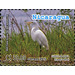 Great White Egret (Ardea alba) - Central America / Nicaragua 2012 - 50