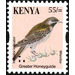 Greater Honeyguide (Indicator indicator) - East Africa / Kenya 2014 - 55