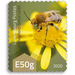 Green-eyed Flower Bee (Anthophora bimaculata) - Luxembourg 2020
