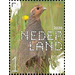 Grey Partridge (Perdix perdix) - Netherlands 2020 - 1