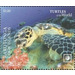 Hawksbill Sea Turtle (Eretmochelys imbricata) - Polynesia / Cook Islands 2020 - 1