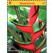 Heliconia bihai - Caribbean / Montserrat 2017 - 7