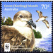 Herald Petrel (Pterodroma heraldica) - Cocos (Keeling) Islands 2015 - 70