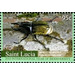 Hercules Beetle - Caribbean / Saint Lucia 2010 - 95