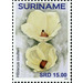 Hibiscus coulteri - South America / Suriname 2020 - 15