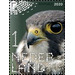 Hobby (Falco subbuteo) - Netherlands 2020 - 1