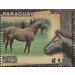 Horse Breeds of Paraguay (Equus ferus caballos) - South America / Paraguay 2019