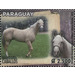 Horse Breeds of Paraguay (Equus ferus caballos) - South America / Paraguay 2019