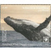 Humpback Whale (Megaptera novaeangliae) - Polynesia / Tonga 2020 - 1