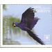 Hyacinth Macaw (Anodorhynchus hyacinthinus) - Cook Islands, Rarotonga 2020 - 4