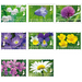 International Year of Plant Health: Flowers (2020) - Finland 2020 Set