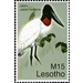 Jabiru (Jabiru mycteria) - South Africa / Lesotho 2007 - 15