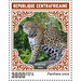 Jaguar (Panthera onca) - Central Africa / Central African Republic 2021