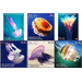 Jellyfish - Micronesia / Palau 2018 Set