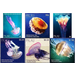 Jellyfish - Micronesia / Palau 2018 Set