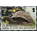 Jonathan The Oldest Living Tortoise - West Africa / Saint Helena 2019 - 60