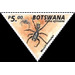 Jumping Spider (Kima africana) - South Africa / Botswana 2020 - 5