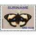 Junonia hierta - South America / Suriname 2020 - 15