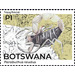 Kalahari Thick-Tailed Scorpion (Parabuthus raudus) - South Africa / Botswana 2021 - 1