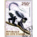 King Colobus (Colobus polykomos) - West Africa / Ivory Coast 2014 - 250