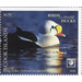 King Eider (Somateria spectabilis) - Polynesia / Cook Islands 2020 - 6.70