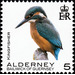 Kingfisher - Alderney 2020 - 5