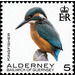 Kingfisher - Alderney 2020 - 5