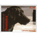 Labrador Retriever (Canis lupus familiaris) - Caribbean / Dominica 2013 - 1.45