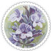 Lavender (Lavandula sp) - Ukraine 2020 - 13.50