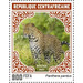 Leopard (Panthera pardus) - Central Africa / Central African Republic 2021 - 900