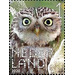 Little Owl (Athene vidalii) - Netherlands 2020 - 1