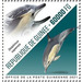 Long-beaked Common Dolphin (Delphinus capensis) - West Africa / Guinea 2021