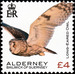Long-Eared Owl - Alderney 2020 - 4