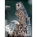 Long-Eared Owl (Asio otus) - Netherlands 2020 - 1
