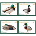 Mallard Duck (2020) - Caribbean / Antigua and Barbuda 2020 Set