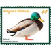 Mallard Duck (Anas platyrhynchos) - Caribbean / Antigua and Barbuda 2020 - 4