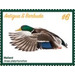 Mallard Duck (Anas platyrhynchos) - Caribbean / Antigua and Barbuda 2020 - 6