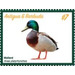 Mallard Duck (Anas platyrhynchos) - Caribbean / Antigua and Barbuda 2020 - 7