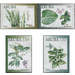 Medicinal Plants (2019) - Caribbean / Aruba 2019 Set