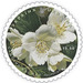 Mock Orange (Philadelphus sp) - Ukraine 2020 - 13.50