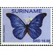 Morpho rhetenor - South America / Suriname 2020 - 16