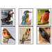 National Birds - Guernsey 2019 Set