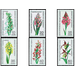 Native orchids  - Germany / German Democratic Republic 1976 Set