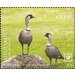 Nene Goose (Branta sandvicensis) - Aitutaki 2020 - 5.50