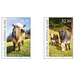 Norfolk Blue Cattle (2020) - Norfolk Island 2020 Set