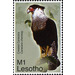 Northern Crested Caracara (Polyborus cheriway) - South Africa / Lesotho 2007 - 1