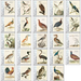 Nozeman &amp; Sepp&#039;s &quot;Birds of the Netherlands&quot; (2021) - Caribbean / Bonaire 2021 Set