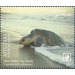 Olive Ridley Sea Turtle (Lepidochelys olivacea) - Aitutaki 2020 - 1