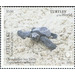 Olive Ridley Sea Turtle (Lepidochelys olivacea) - Aitutaki 2020 - 5